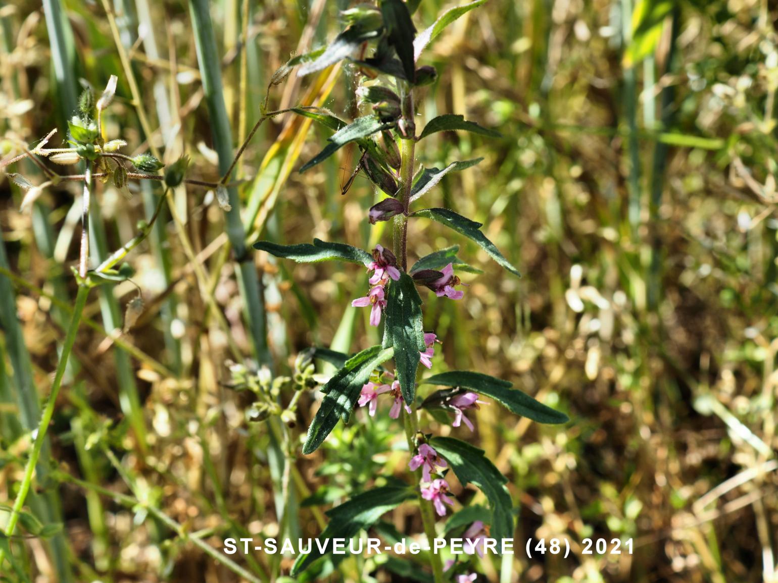 Bartsia, Red